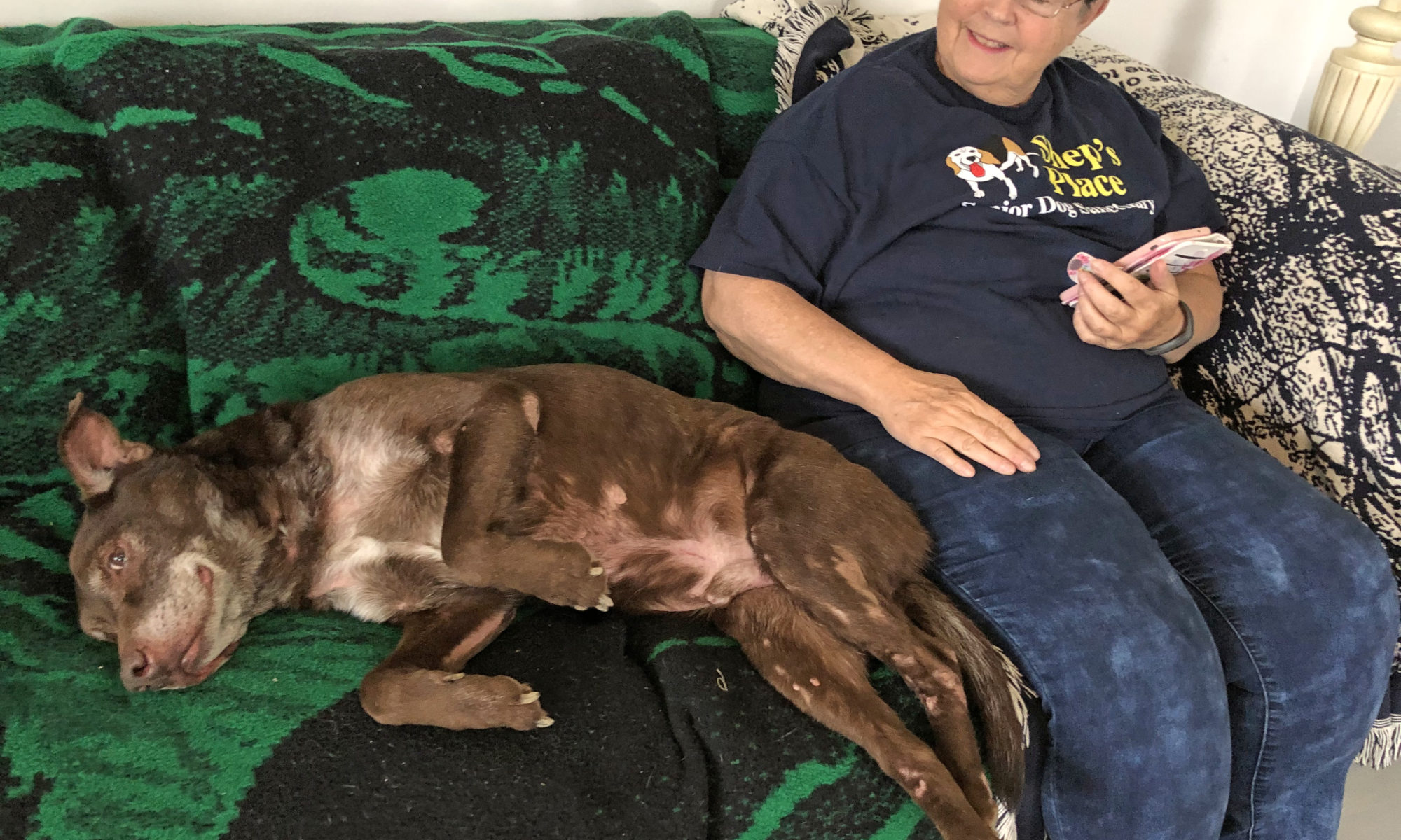 senior dog haven petfinder